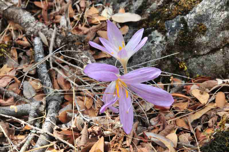 Colchicum ??